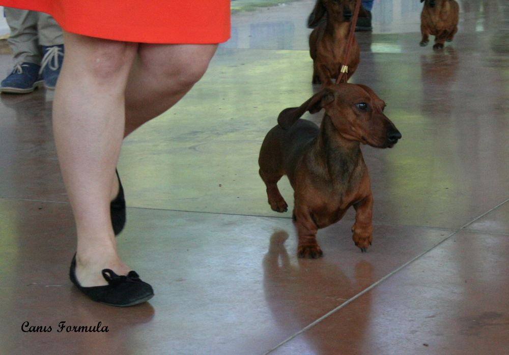 Dachshound miniature Champion Italian Club in moviment